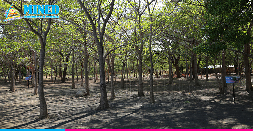 Centro Educativo de Villa El Carmen preserva especies de árboles en peligro  de extinción - MINED